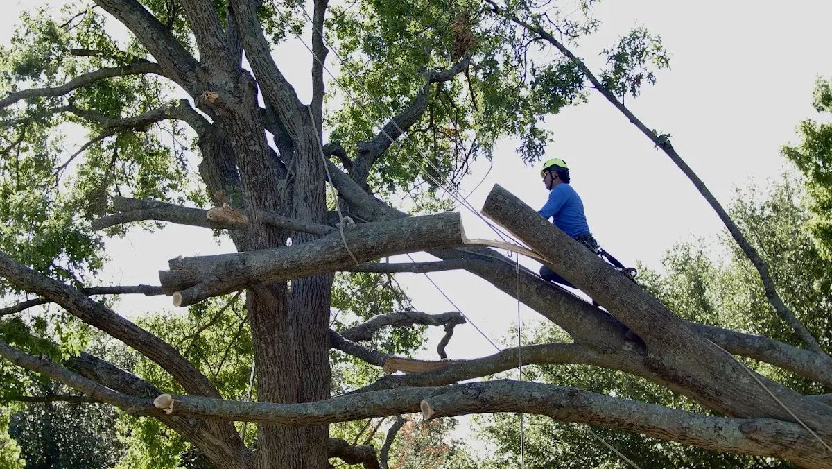 Professional Crown Thinning performed by certified arborists in Kresgeville